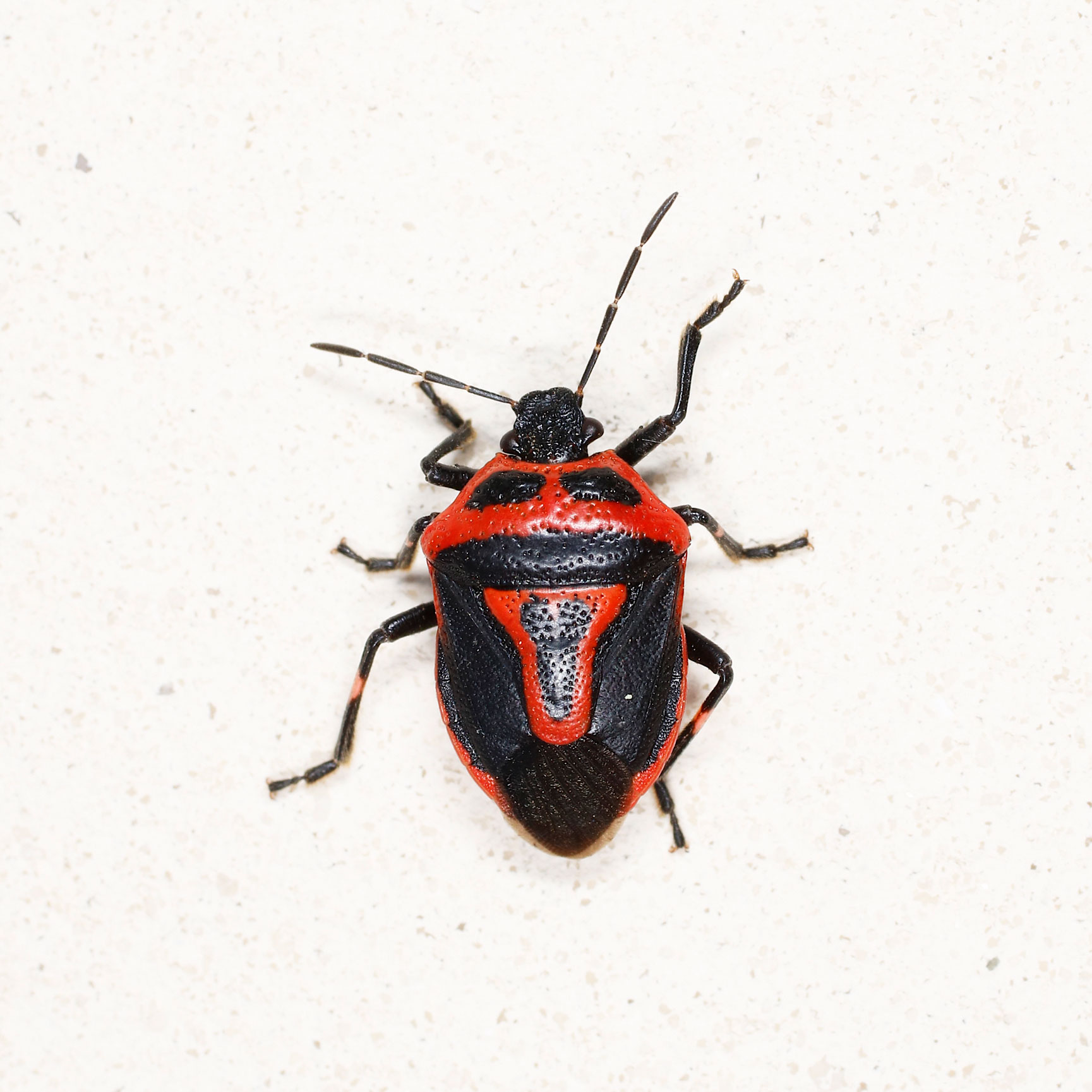 Pentatomidae: Perillus bioculatus nuovo per l''Italia
